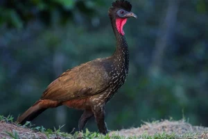 Costa Rica Bird Photography Tour by Physis