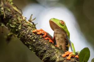 Physis Photo Tours - Costa Rica |