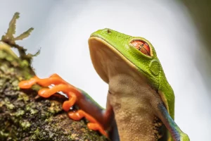 Physis Photo Tours - Costa Rica |
