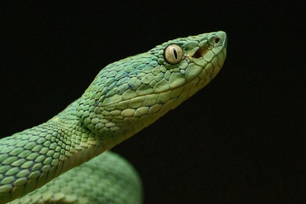 Explore and Capture: Join Our Exclusive Costa Rica Wildlife Photography Tours