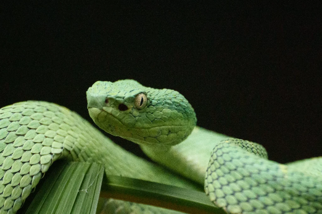 Rainforest Macro Photography in Costa Rica: Frogs, Snakes and Insects After Dark