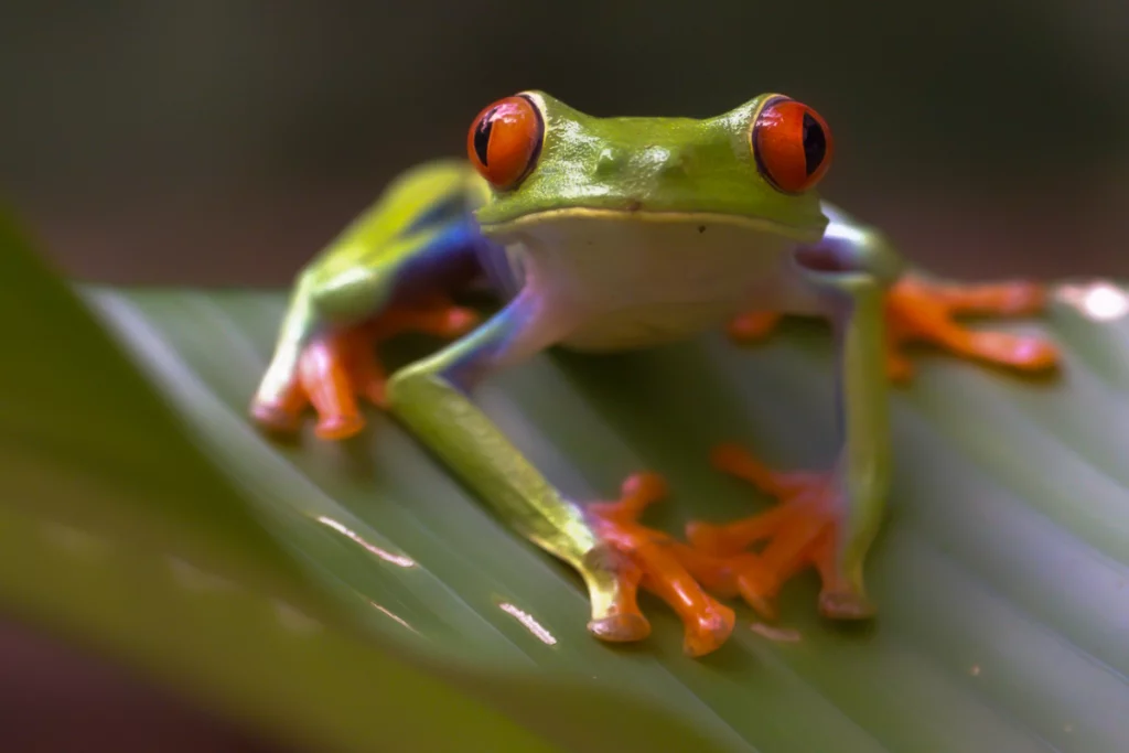 Macro Photography Tour Costa Rica – frog close-up