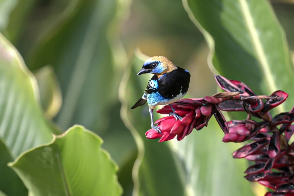 Costa Rica Bird Photography Tour by Physis