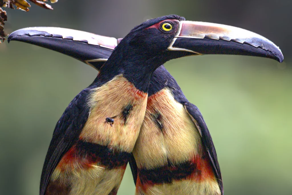 Costa Rica Bird Photography Tour by Physis