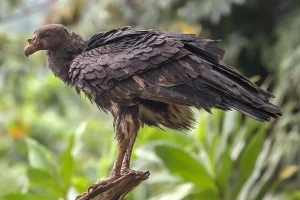 Physis Photo Tours - Costa Rica |