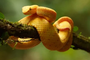 Physis Photo Tours - Costa Rica |