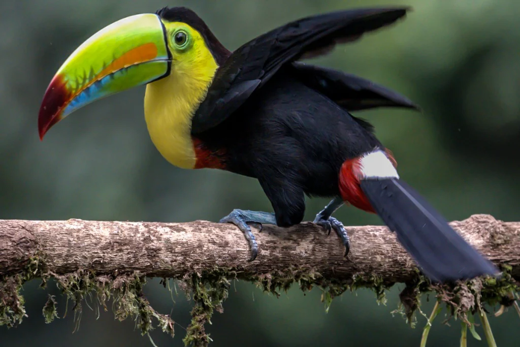 Physis Photo Tours - Costa Rica | Costa Rica Bird Photography Tour by Physis