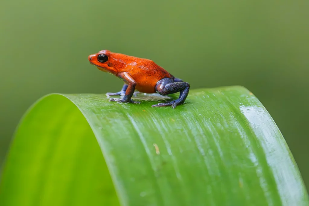 Photographer capturing vibrant wildlife on Physis Costa Rica Photography Tour" "Exotic birds in flight, Costa Rica Photography Tour by Physis" "Private photography session in Costa Rica's lush rainforest with Physis Tour" "Close-up of tropical wildlife, Costa Rica Photography Adventure with Physis