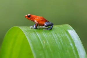 Photographer capturing vibrant wildlife on Physis Costa Rica Photography Tour" "Exotic birds in flight, Costa Rica Photography Tour by Physis" "Private photography session in Costa Rica's lush rainforest with Physis Tour" "Close-up of tropical wildlife, Costa Rica Photography Adventure with Physis