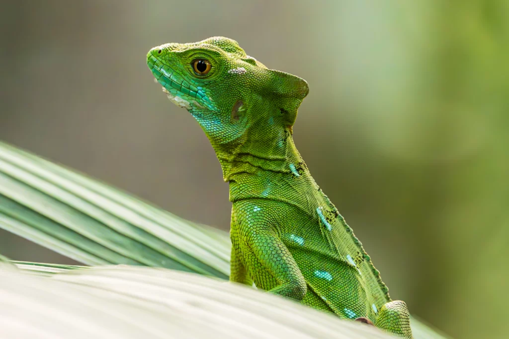 Costa Rica Wildlife Photography Tours 2026