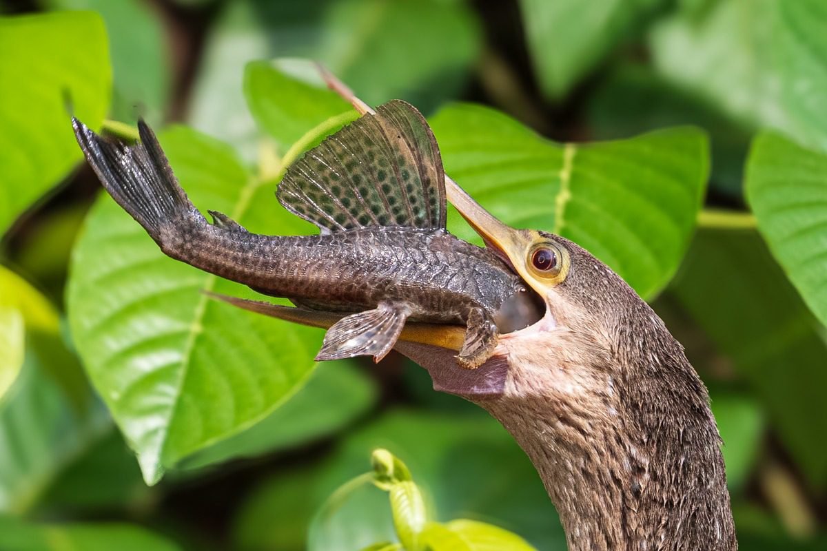 Physis Photo Tours - Costa Rica |