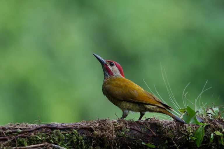 DSC04792-Enhanced-NR