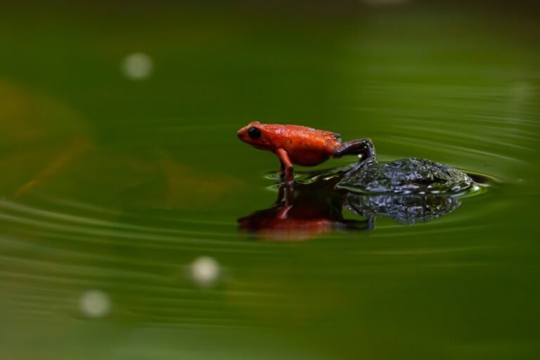 Costa Rica Wildlife Photography Tour by Physis