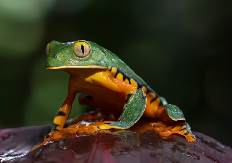 Costa Rica Wildlife Photography Tours by Physis