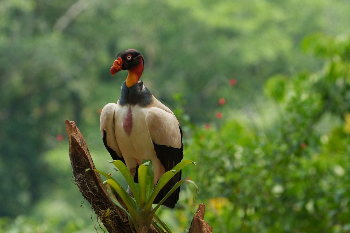King vulture photo session in Costa Rica by Physis