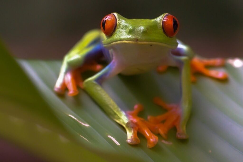 Physis Photo Tours - Costa Rica | Discover vibrant frogs, insects, and flora on macro photography tours in Costa Rica (2025-2026). Join Physis Photo Tours for immersive rainforest adventures.