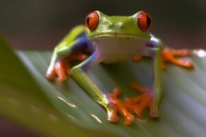 Discover vibrant frogs, insects, and flora on macro photography tours in Costa Rica (2025-2026). Join Physis Photo Tours for immersive rainforest adventures.