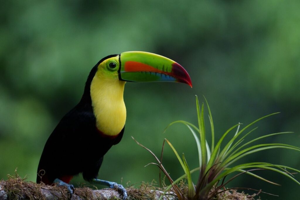 Physis Photo Tours - Costa Rica | Boca Tapada: A Photographer’s Dream in Costa Rica
