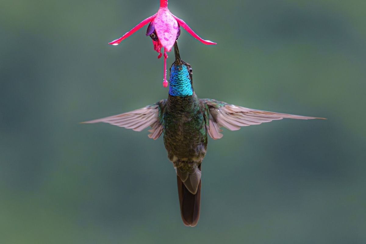 costa-rica-photography-tours-physis-andy-bezara-213