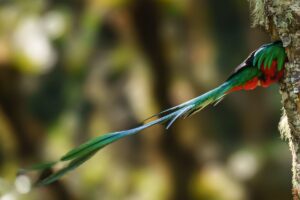 Discover the top 20 iconic birds to photograph in Costa Rica