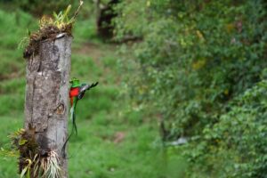 Gema del Bosque Lodge: Premier Bird Photography Destination in San Gerardo de Dota, Costa Rica