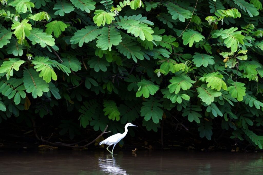 Costa Rica Focus: A Photography Expedition Focused in Wildlife and Bird Photography