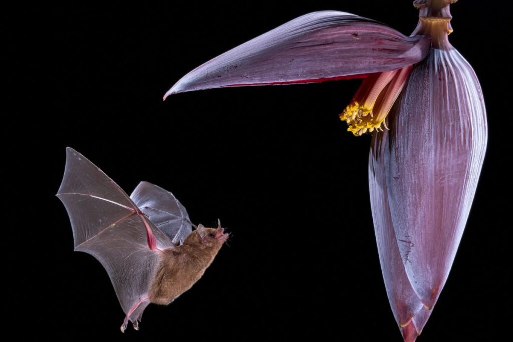 Physis Photo Tours - Costa Rica | The Ultimate Photography Experience in Costa Rica