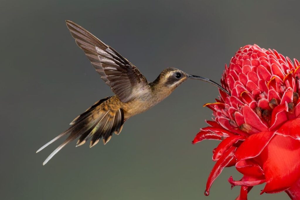 Physis Photo Tours - Costa Rica | Costa Rica Photography Workshops 2026