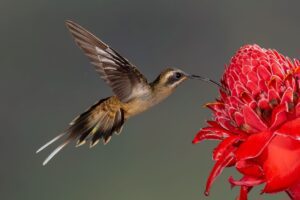 Costa Rica Photography Workshops 2026