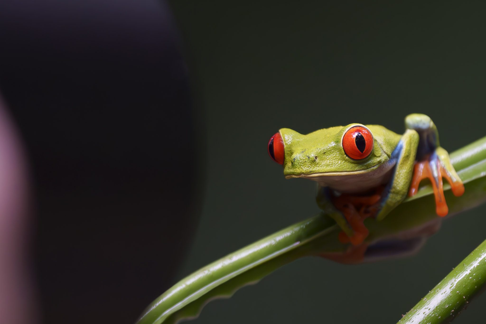 Physis Photo Tours - Costa Rica | Custom Wildlife Photography Tours in Costa Rica 2026 with Physis Photo Tours