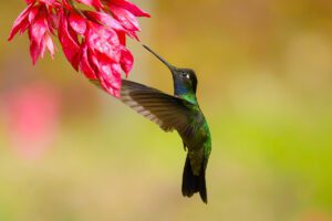 Physis Photo Tours - Costa Rica |