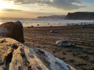 Physis Photo Tours - Costa Rica |