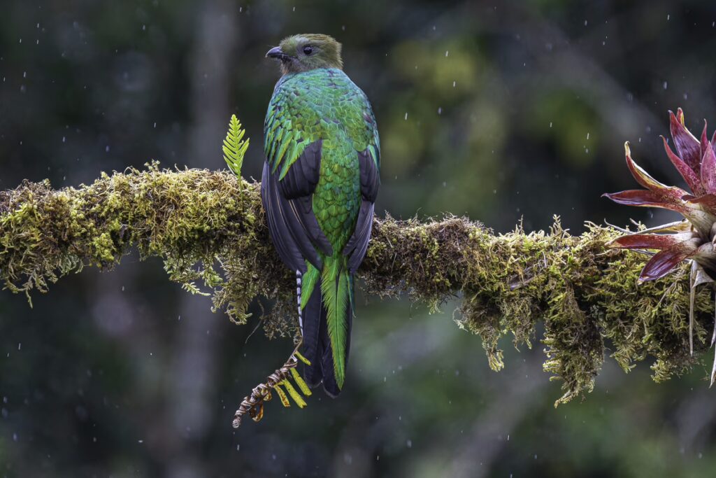 Physis Photo Tours - Costa Rica |