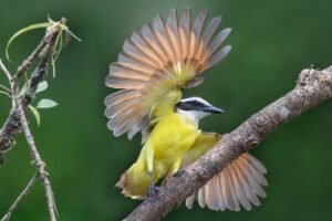 Physis Photo Tours - Costa Rica | Costa Rica Photography Tours