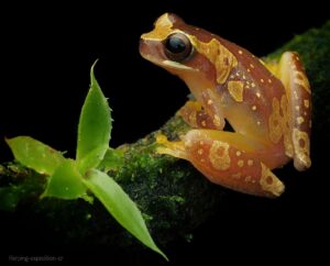 Macro Photography Tour in Costa Rica | Private Workshops with Physis Photo Tours