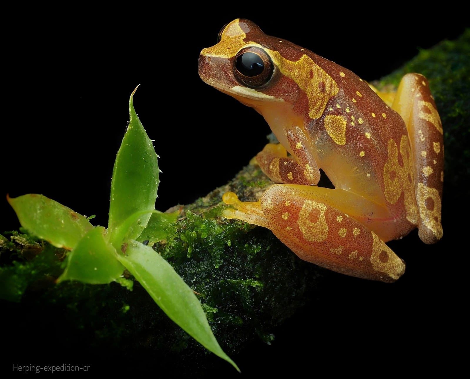 Macro Photography Tour in Costa Rica | Private Workshops with Physis Photo Tours