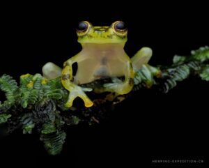 Costa Rica Wildlife Photography Tours