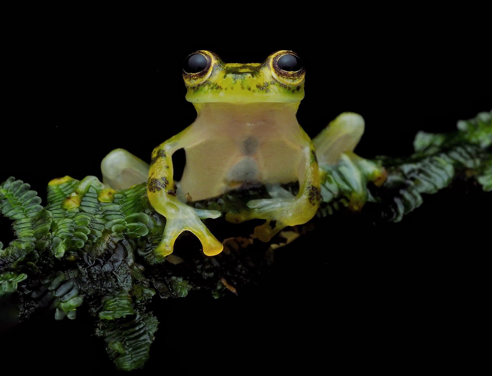 Costa Rica Wildlife Photography Tours