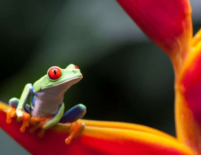 Physis Photo Tours - Costa Rica |