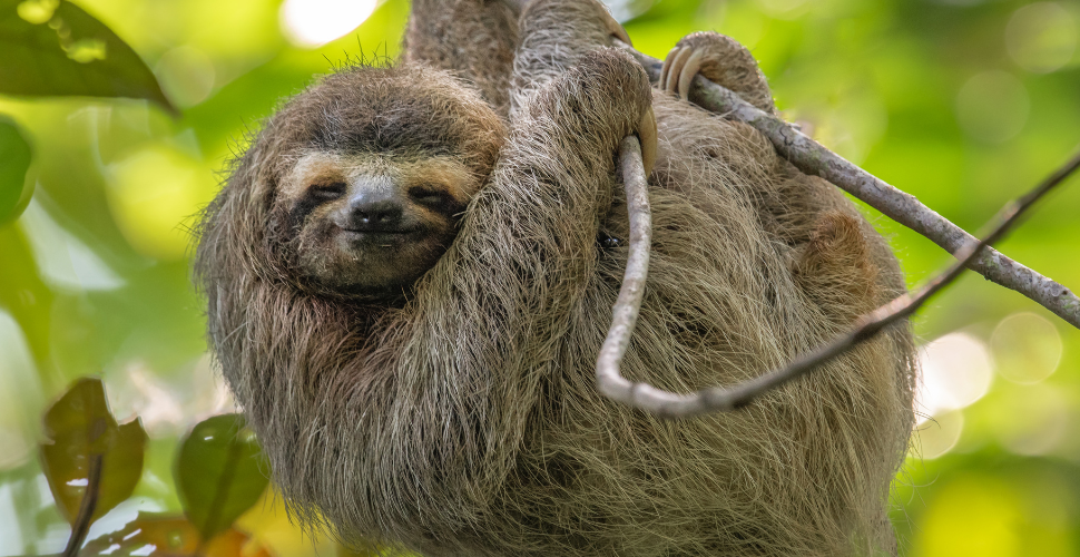 Physis Photo Tours - Costa Rica | Costa Rica Photography Tours 2028 | Private & Local | Physis Photo Tours