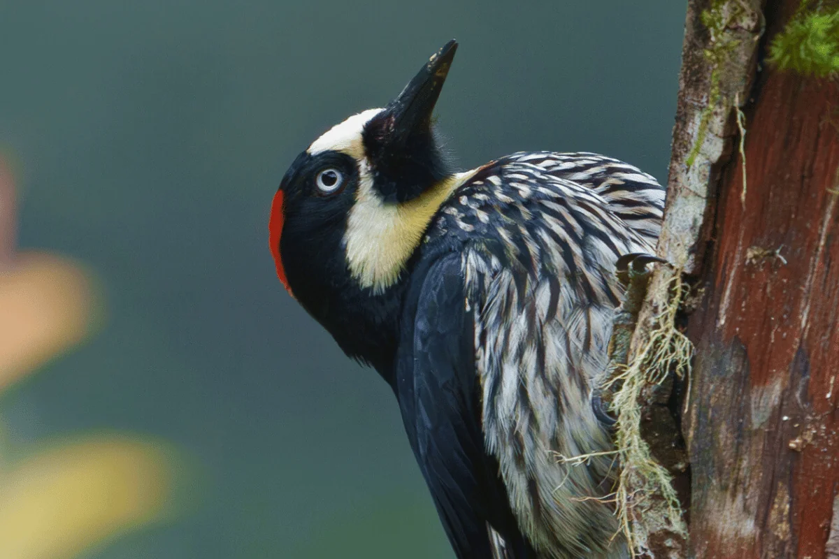 Physis Photo Tours - Costa Rica | Costa Rica Photography Tours 2028 | Private & Local | Physis Photo Tours