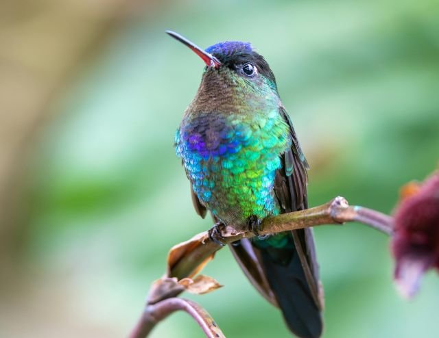 Physis Photo Tours - Costa Rica |