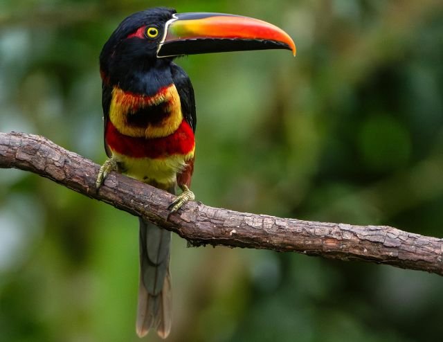 Physis Photo Tours - Costa Rica |