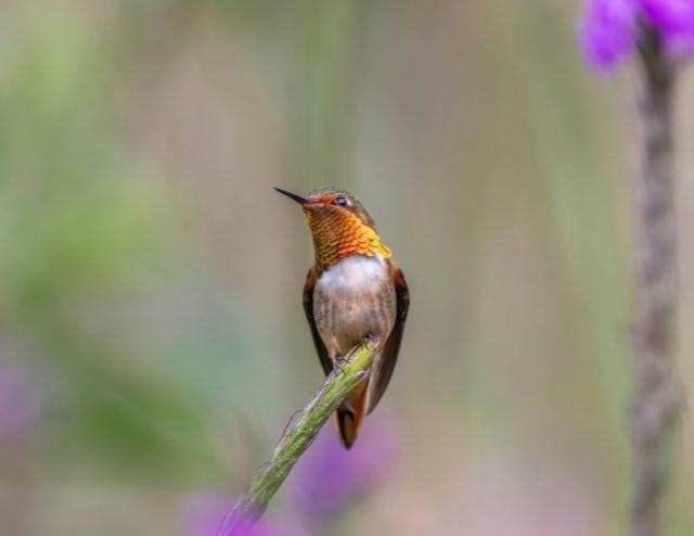 Physis Photo Tours - Costa Rica |