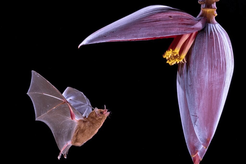 Physis Photo Tours - Costa Rica | Physis Photo Tours - Costa Rica |