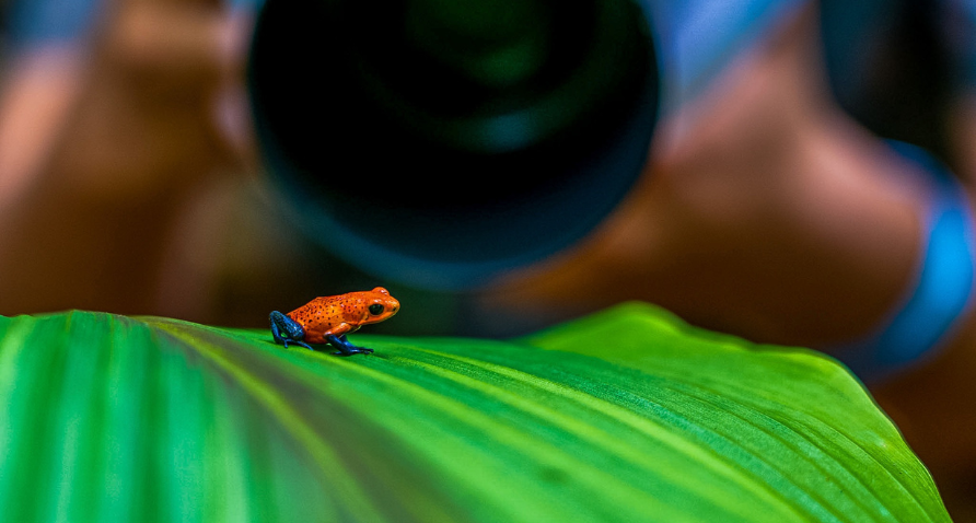 Physis Photo Tours - Costa Rica |