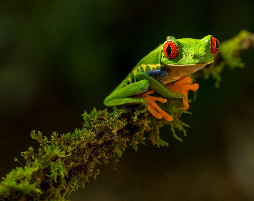 How Many Days Do You Need for a Costa Rica Photography Tour?