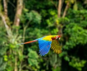 Physis Photo Tours - Costa Rica | Pacific vs. Caribbean Costa Rica: Two Coasts, Two Very Different Photography Experiences